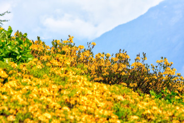 Obraz premium Yellow blooming azalea flower bush thickets in Caucasus Mountains. Scenic sunny summer landscape and background