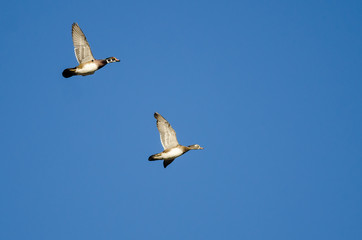 Pair of Wood Ducks Flying in a Blue Sky