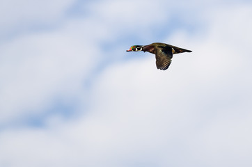 Male Wood Duck Flyingin a Cloudy Blue Sky