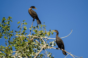 Pair of Double-Crested Cormorants Perched High in a Tree