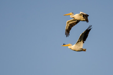 Pair of American White Pelicans Flying in Blue Sky