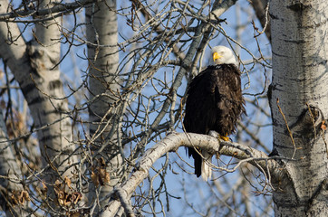Bald Eagle Perched High in the Winter Tree