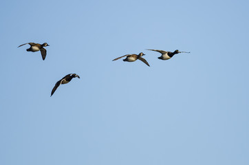 Small Flock of Ring-Necked Ducks Flying in a Blue Sky