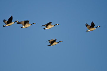 Small Flock of Canada Geese Flying in a Blue Sky