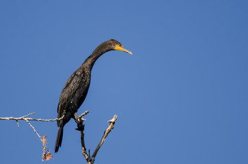 Double-Crested Cormorant Perched in Tall Tree