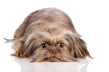 Funny shaggy dog lies on a white background