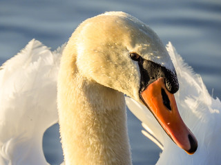 Swan head profile