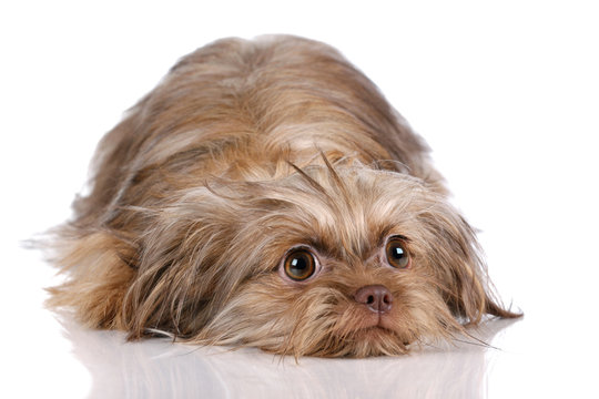 Funny Shaggy Dog Lies On A White Background