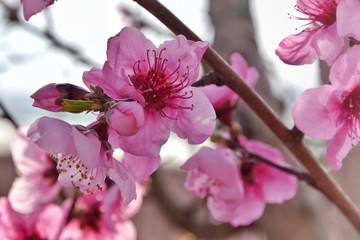 Fiori di pesco