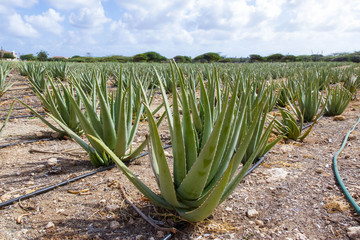 Field of aloe vera plants on Aruba