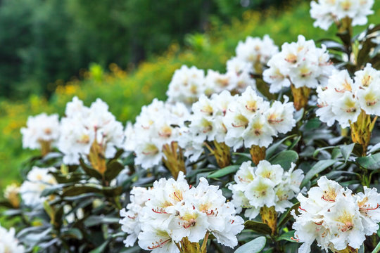 Rhododendronbusch-Bilder: Stock-Fotos & -Videos. | Adobe Stock