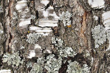 Texture of birch bark