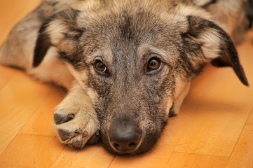 Crossbreed puppy Shepherd looks guiltily.