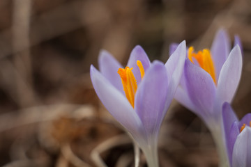 Spring purple crocus. Blooming crocuses in the clearing. The plant on the saffron. Flowers on macro whit blur background.