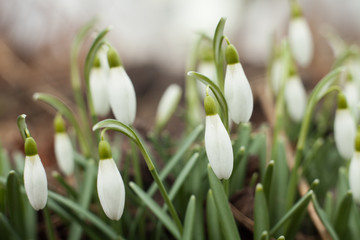 Beautiful snowdrops. The first sign of spring. The snow-white flowers in the shape of a bell.