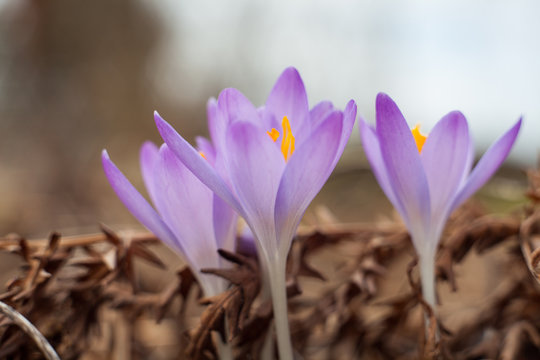 Spring purple crocus. Blooming crocuses in the clearing. The plant on the saffron. Flowers on macro whit blur background.