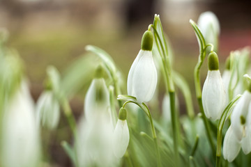 Fototapeta premium Beautiful snowdrops. The first sign of spring. The snow-white flowers in the shape of a bell.