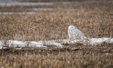 Snowy Owl in Corn Field