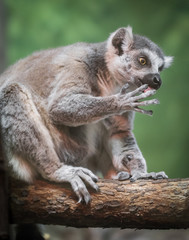 Ringneck Lemur