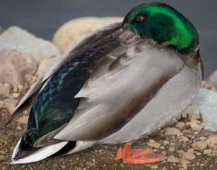Male Mallard Duck