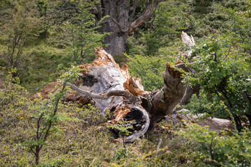Naklejka na ściany i meble Tree in Torres del Paine National Park in Chile