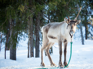 Naklejka premium Reindeer