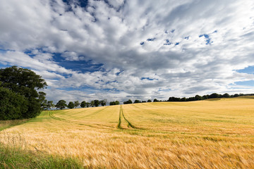 Fototapeta premium Dramatic clouds over a golden wheat field