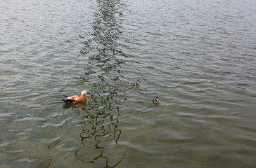 Цветная утка в Останкинском пруду. Москва, Россия.