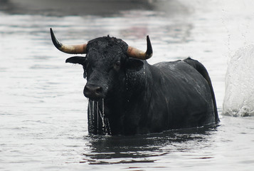 toro