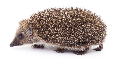 Hedgehog on white.