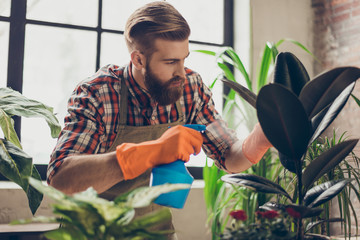 Confident handsome florist with red beard  spraying plants with water
