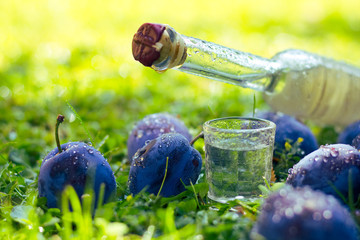 Plum brandy or schnapps with fresh and ripe plums in the grass after rain, Bottle of homemade brandy and jiggers  - obrazy, fototapety, plakaty