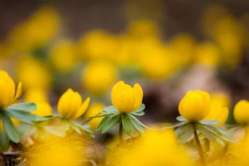 yellow flowers set