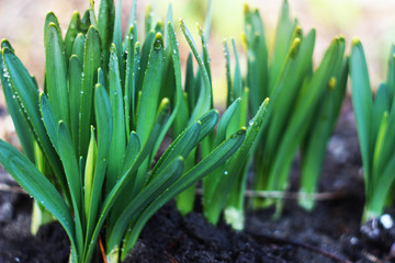 Daffodils in the spring