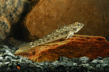 Fototapeta premium Round goby, Neogobius melanostomus fish