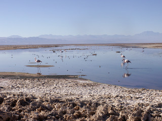 pelican Peruvian Chile lake Atacama desert South America