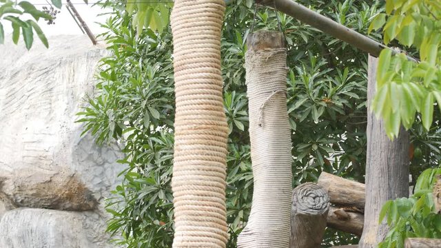 4k of leopard jumping from tree trunk