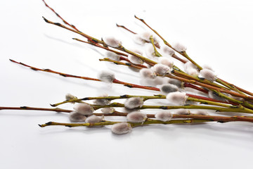 Pussy willow branch.