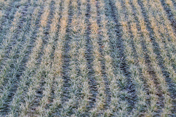 frost-resistant wheat variety
