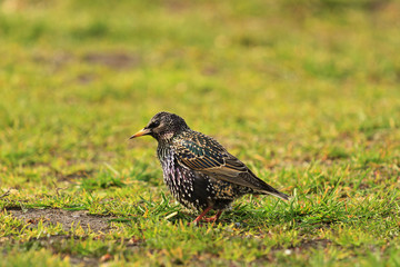 colored Starling among the first grass
