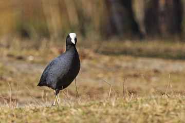 coot standing on the lawn