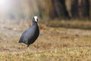 coot standing on the lawn with sunny hotspot