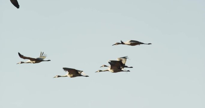 Slow Motion, Group of sandhill Cranes Fly, Bosque del Apache Wildlife Refuge