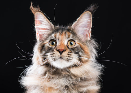 Portrait of domestic tortoiseshell Maine Coon kitten. Fluffy kitty on black background. Adorable curious young cat looking away.