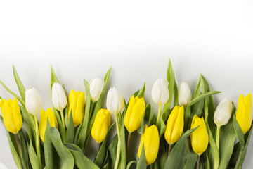 Tulips closeup, place for typography