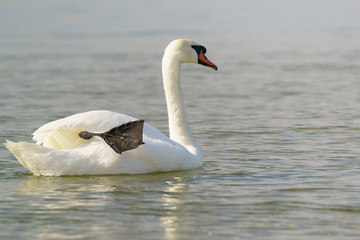 Obraz premium White adult mute Swan (lat. Cygnus olor) dry black paw afloat