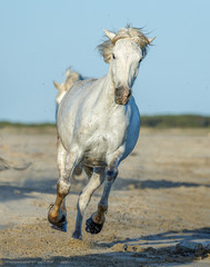 Fototapeta na wymiar White Camargue Horses running on the beach in Parc Regional de Camargue - Provence, France
