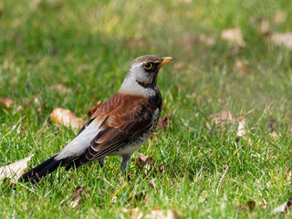 Fieldfare - Turdus pilaris
