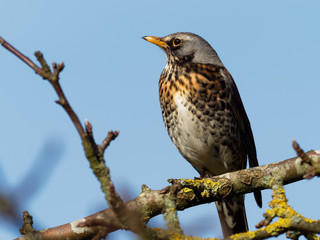 Fieldfare - Turdus pilaris