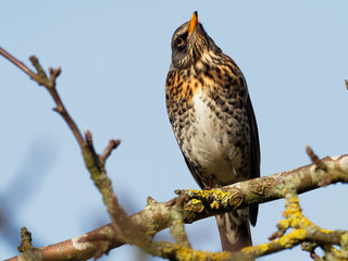 Fieldfare - Turdus pilaris